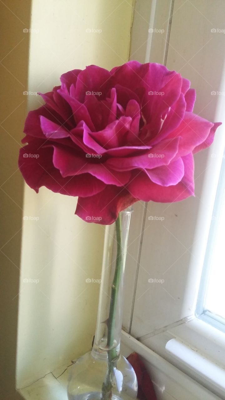 A rose in my window