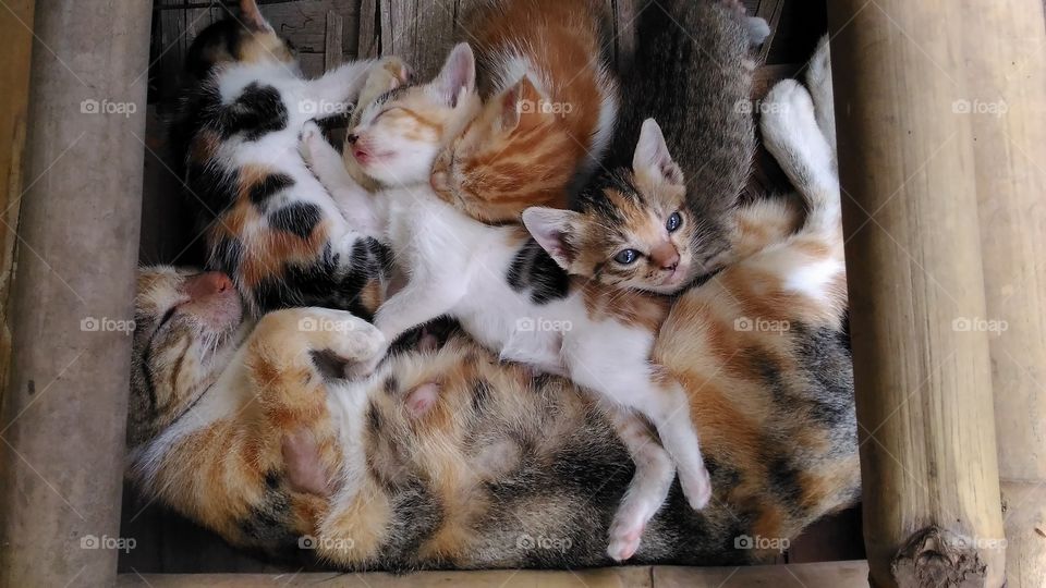 The cat mother slept with her four children