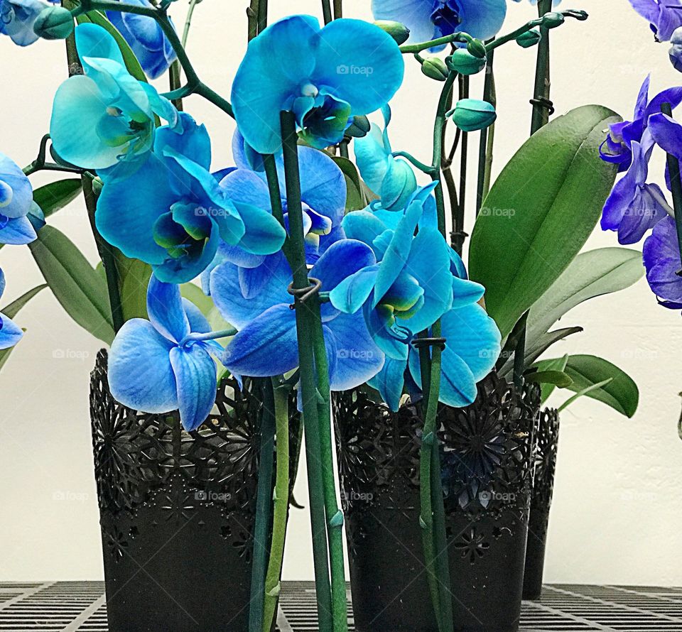 Blue orchid flower blooming in pot