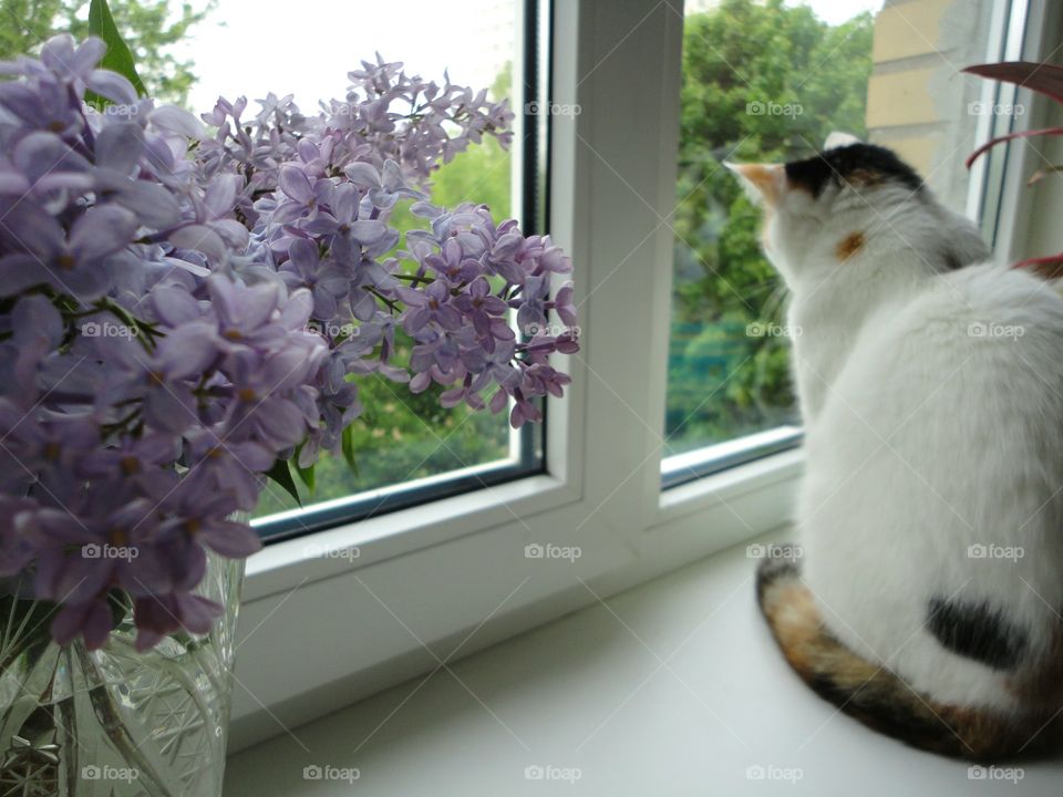 cat on the window