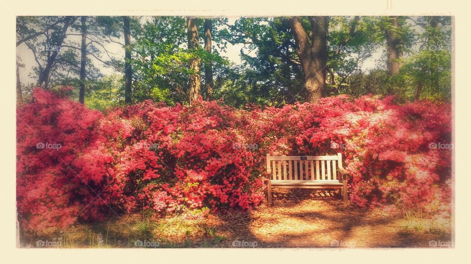 Bench in the Gardens. A bench among the azaleas at Norfolk Botanical Garden's