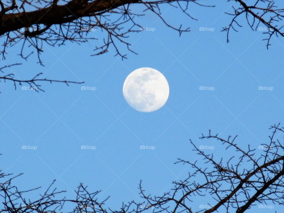 moon through branches