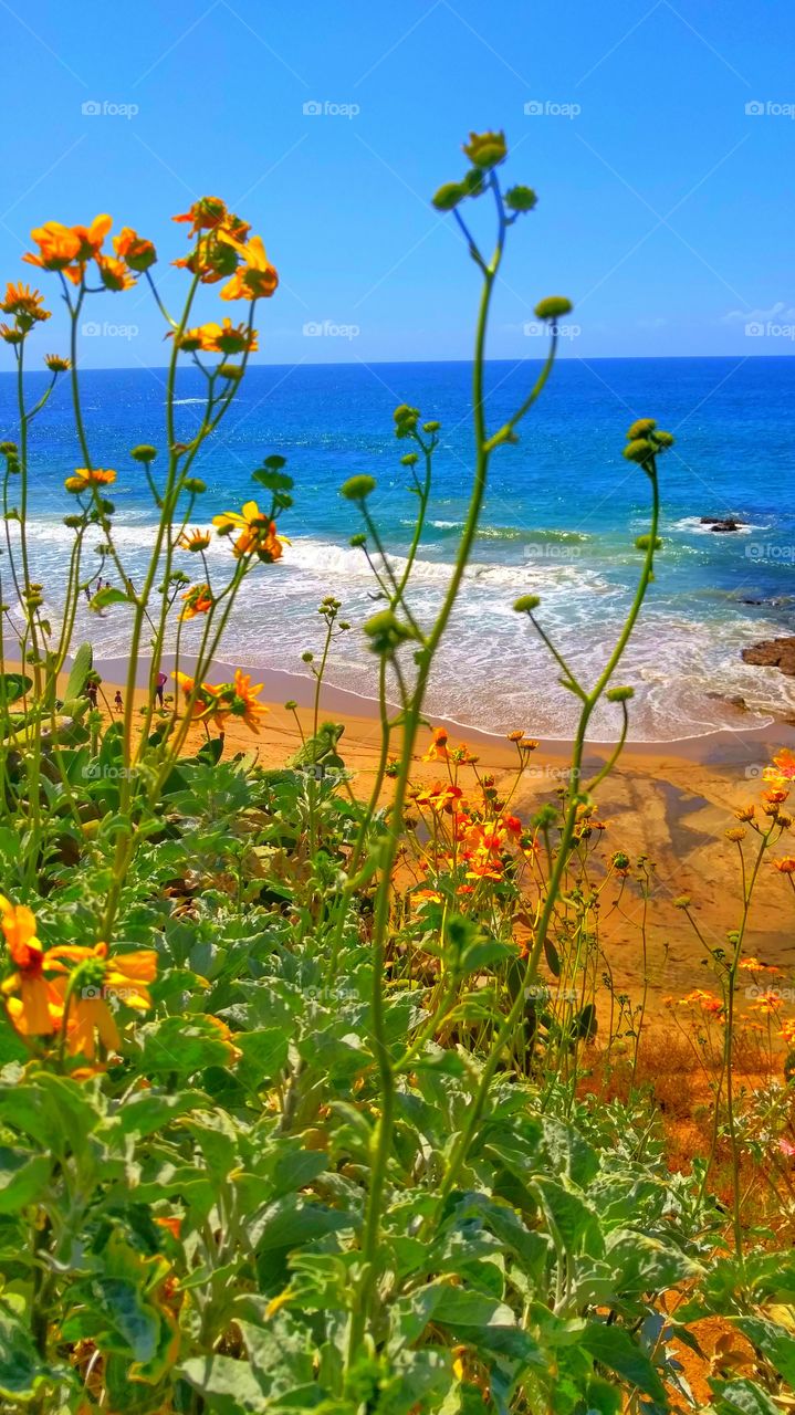 Heisler Park. Heisler Park in Laguna Beach