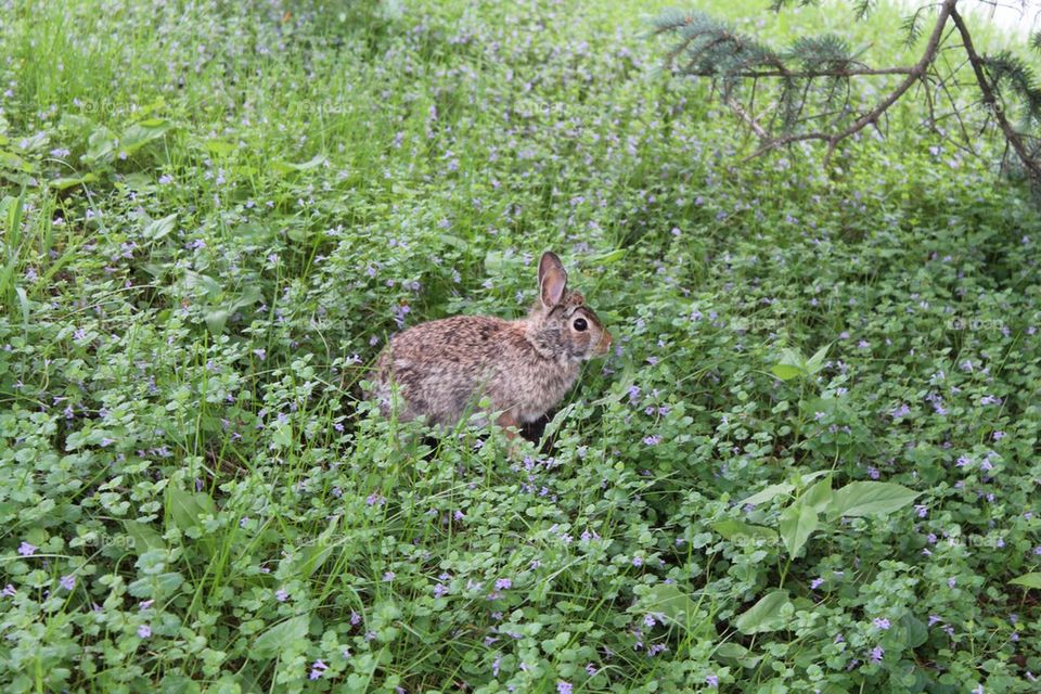 Bunny in the Garden