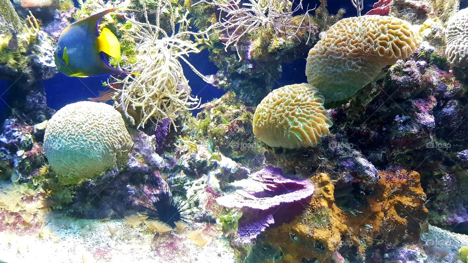 Musée Océanographique de Monaco