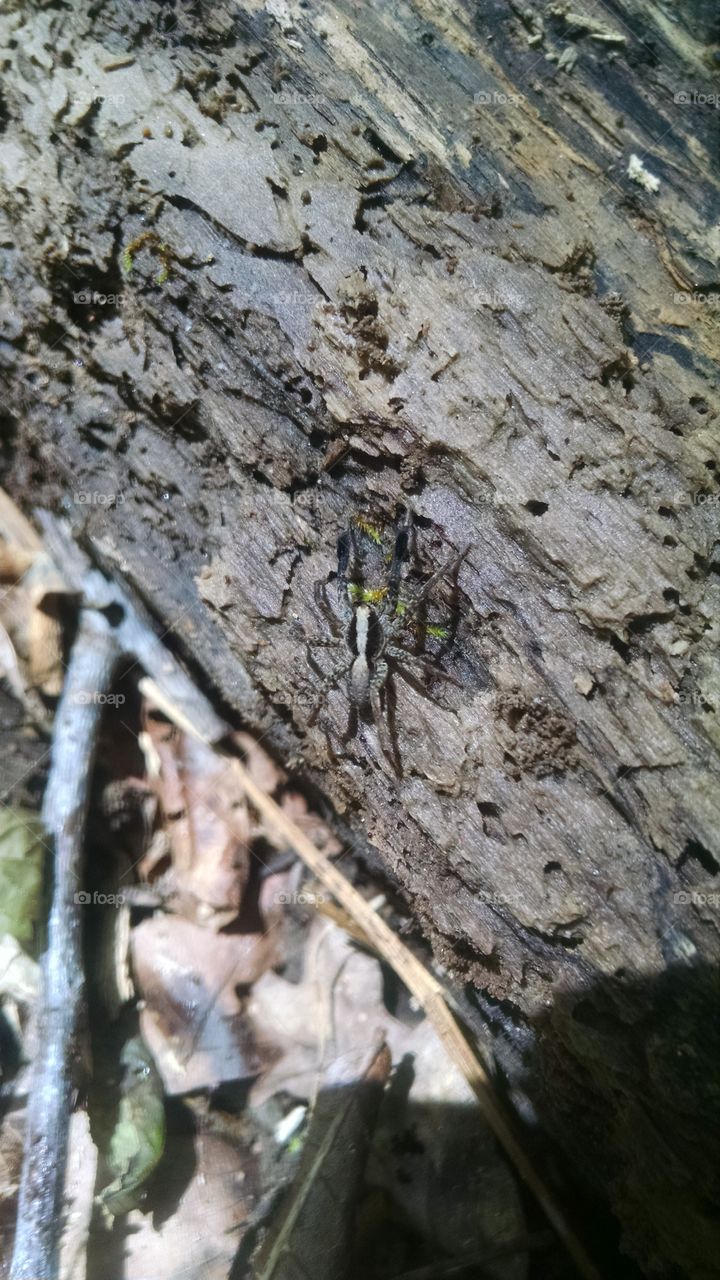 Spider. While i was looking for snakes i found this...cool right!