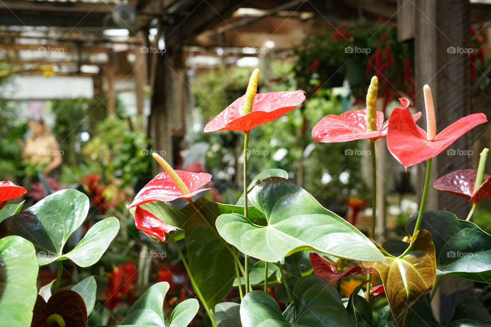 Tropical Flowers In A Greenhouse