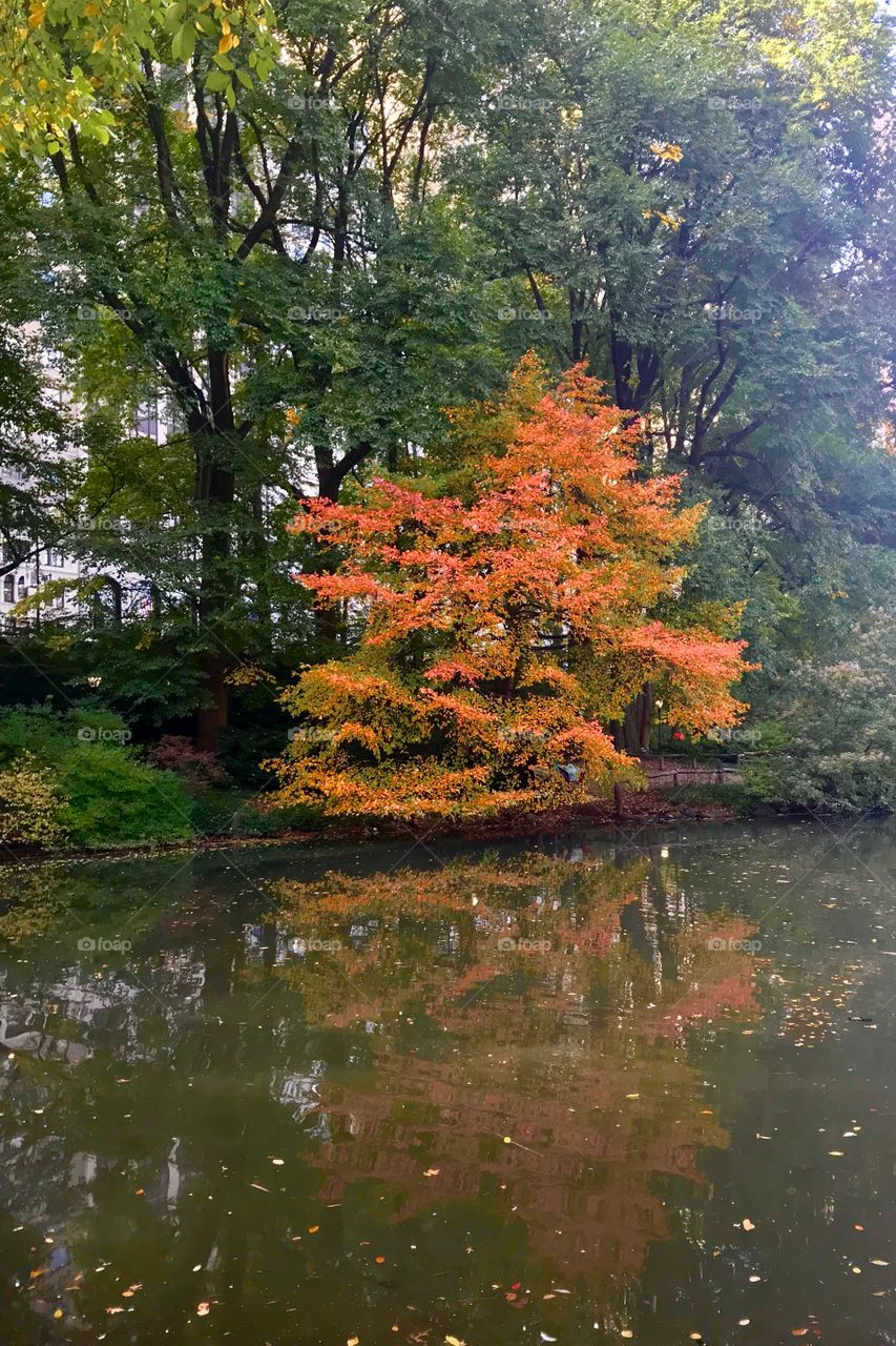 Autumn in Central Park