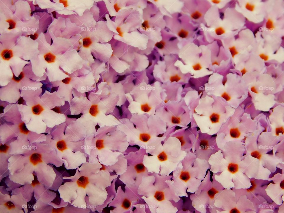 Buddleia Blossoms close up
