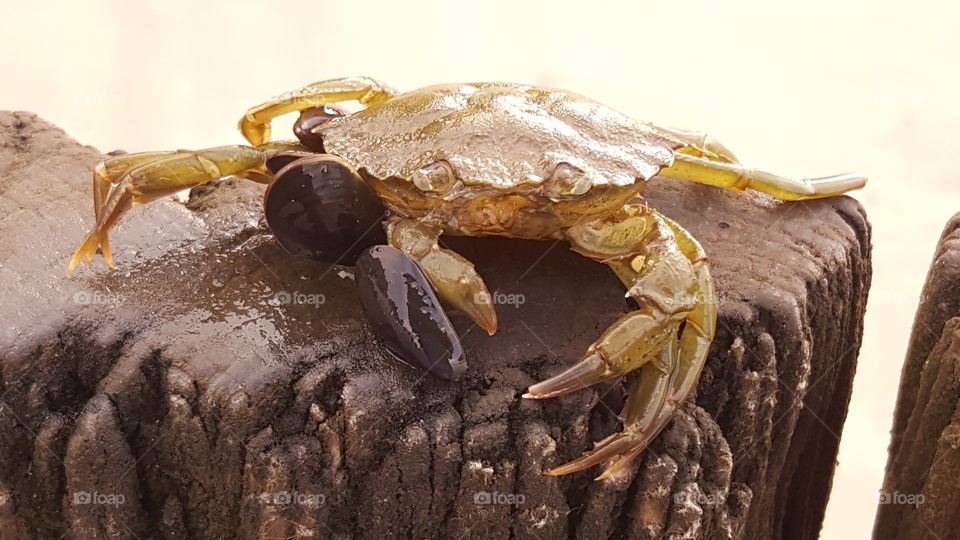 Crab on wooden post