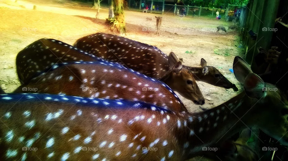 Deer