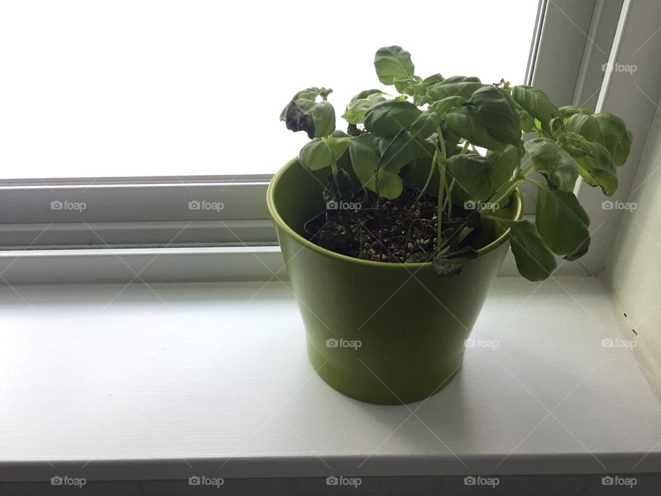 Window herb plant