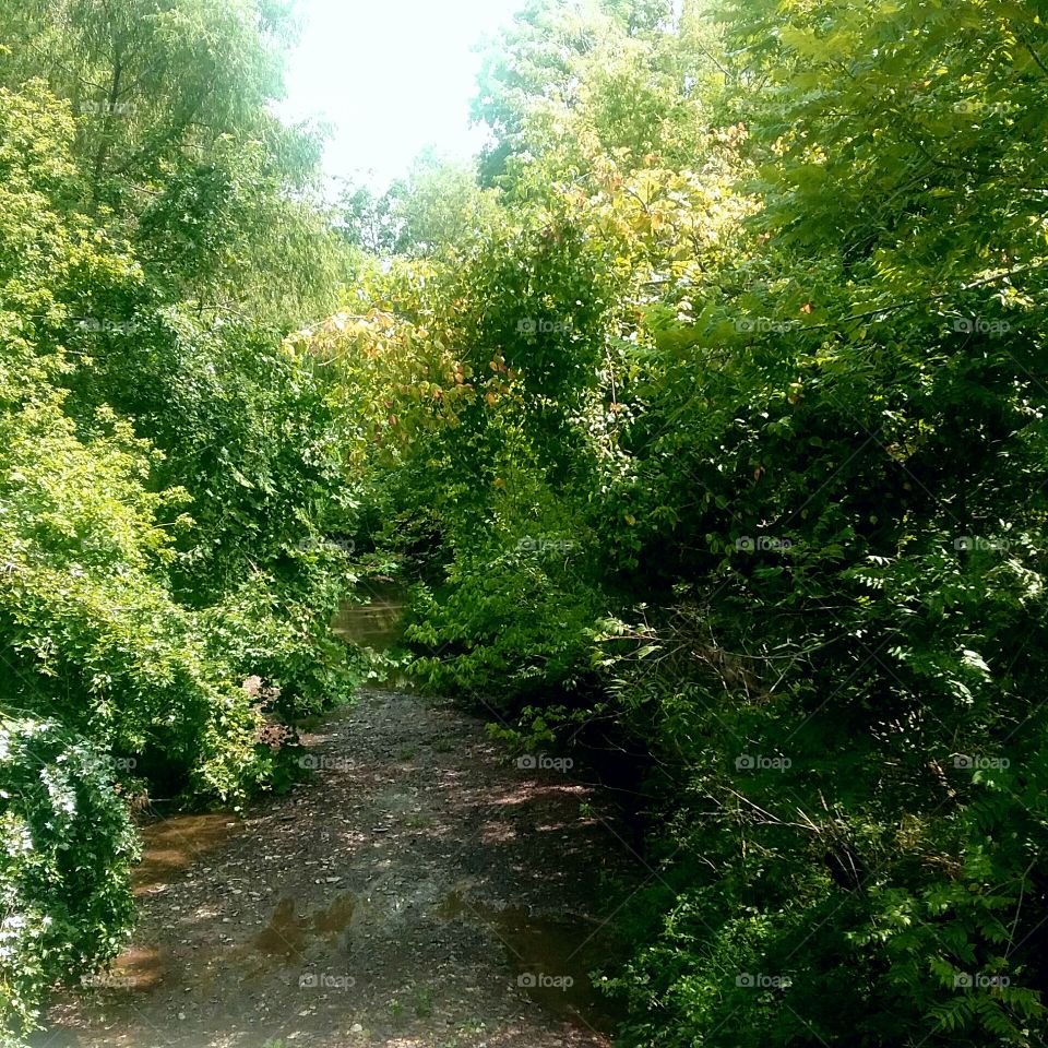 creek water