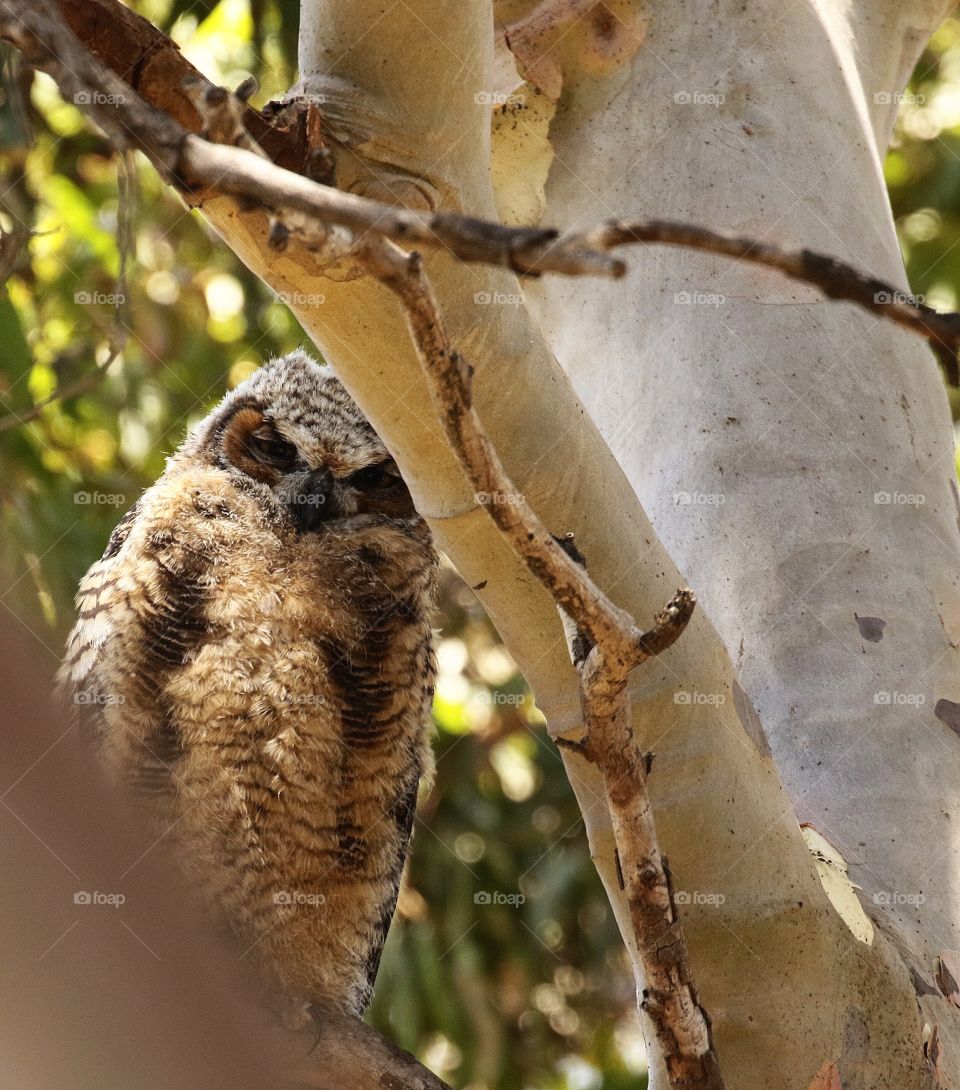 Owl looking down from tree