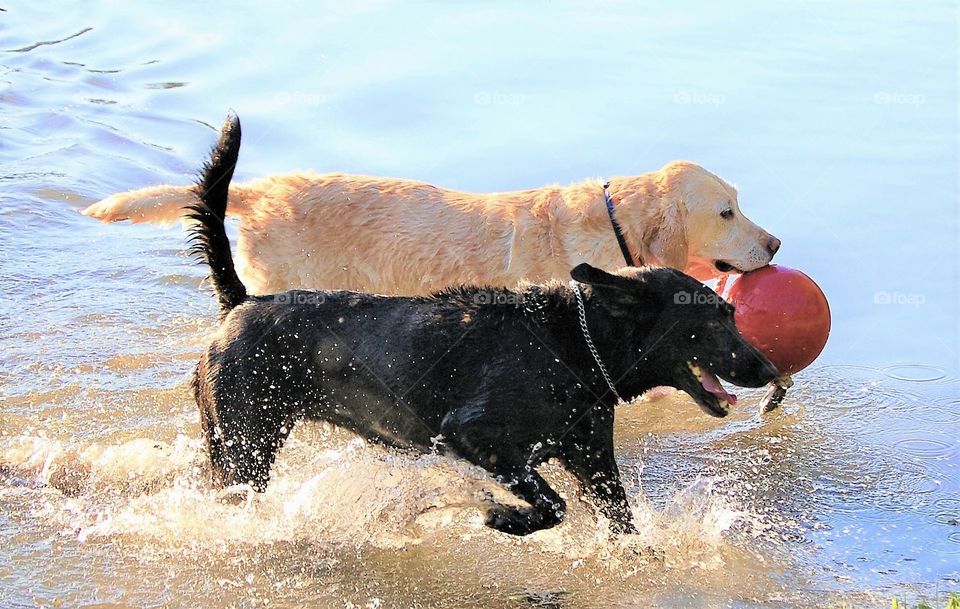 Yellow and black lab playing with a ball in the water