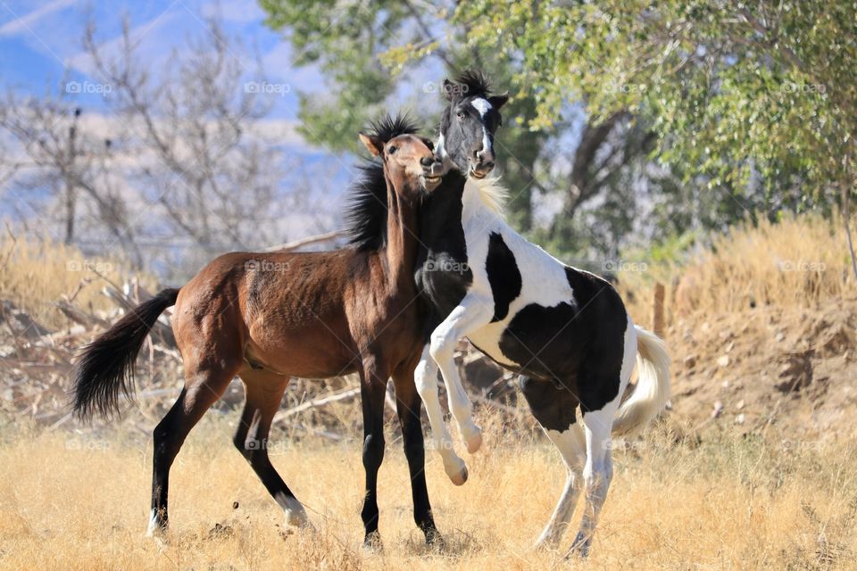 Two young American mustang colts yearling horses interacting playing