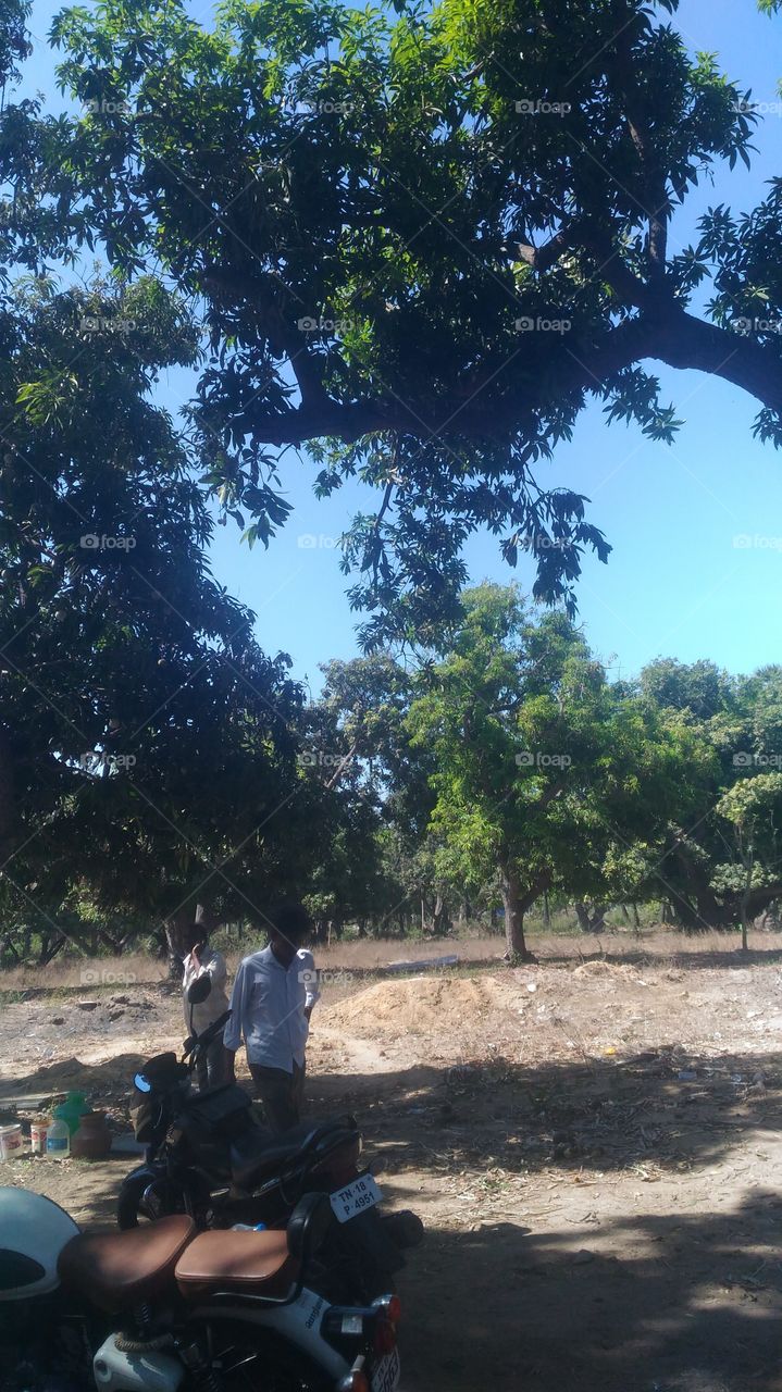 Mango Trees