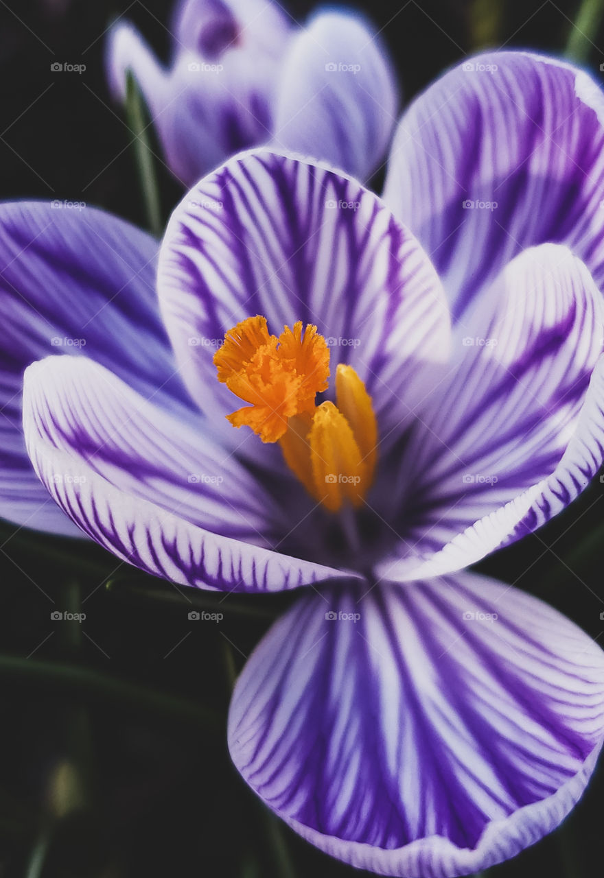 This early spring Crocus, shows of it's brilliantly purple striped petals.