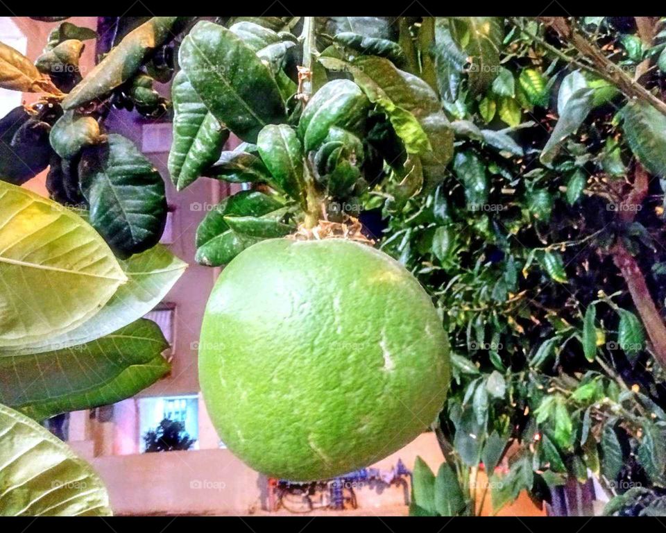 The mango has not yet ripened. There are such fruits as melons, August, 2019.