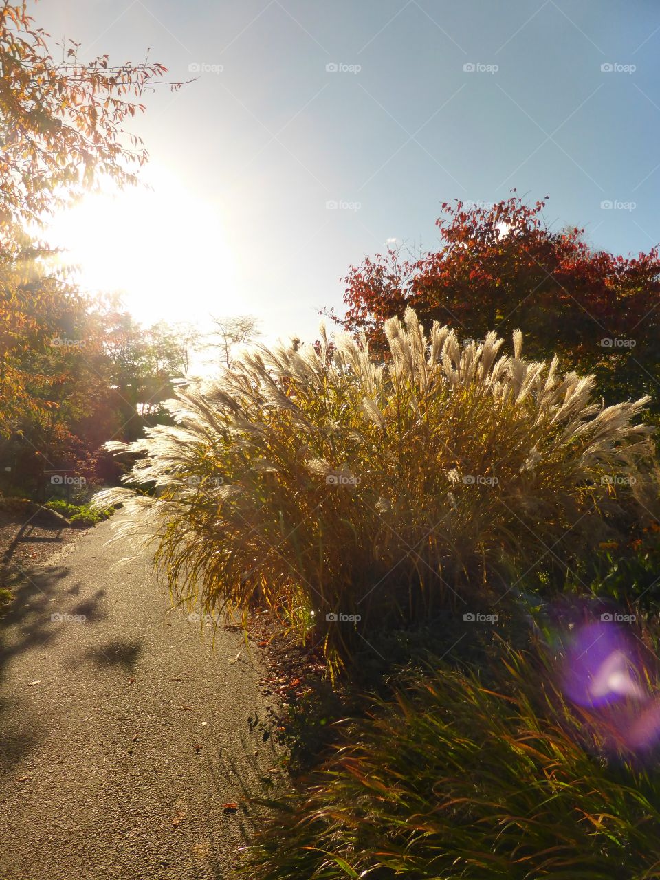 View of autumn trees