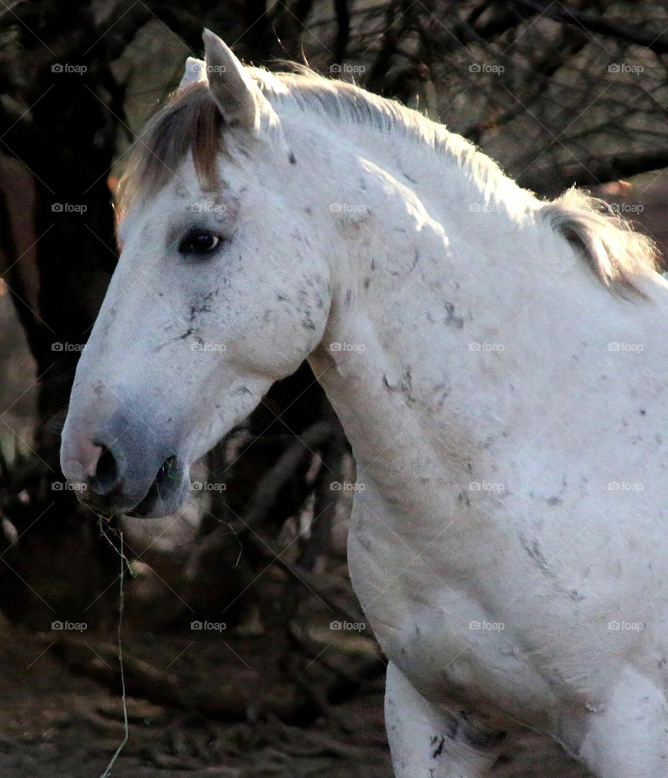 Salt River Wild Horse in Arizona