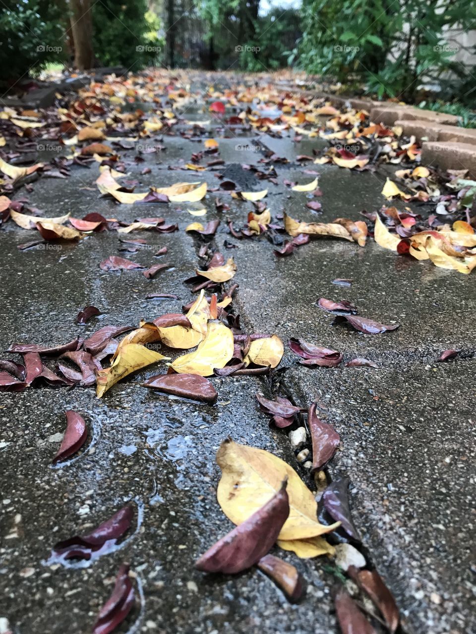 Fall Leaves