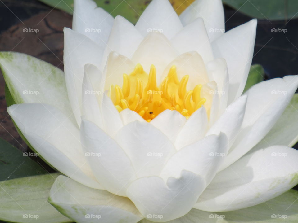 White water lily.