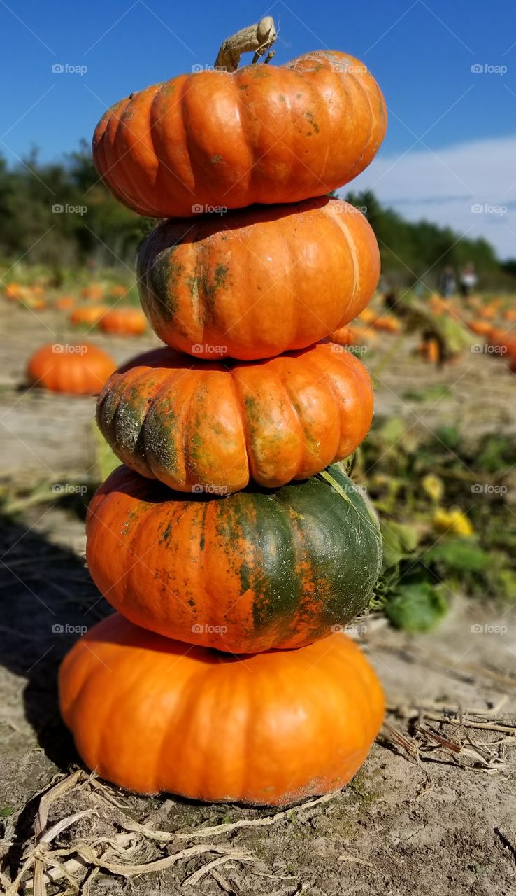 five stacked small decorative fall pumpkins in a patch