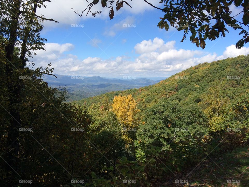 Tree, Landscape, Wood, No Person, Mountain