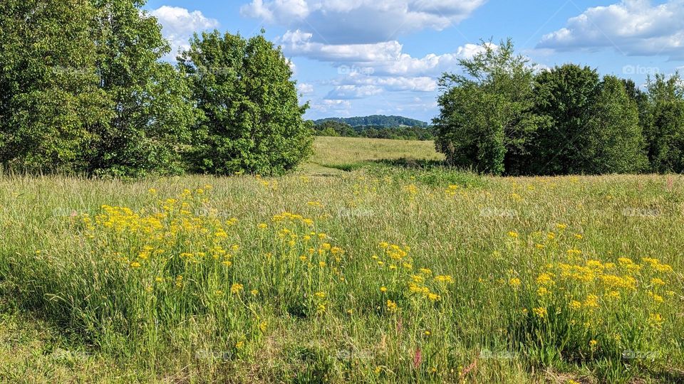 A Meadow Between The Tree