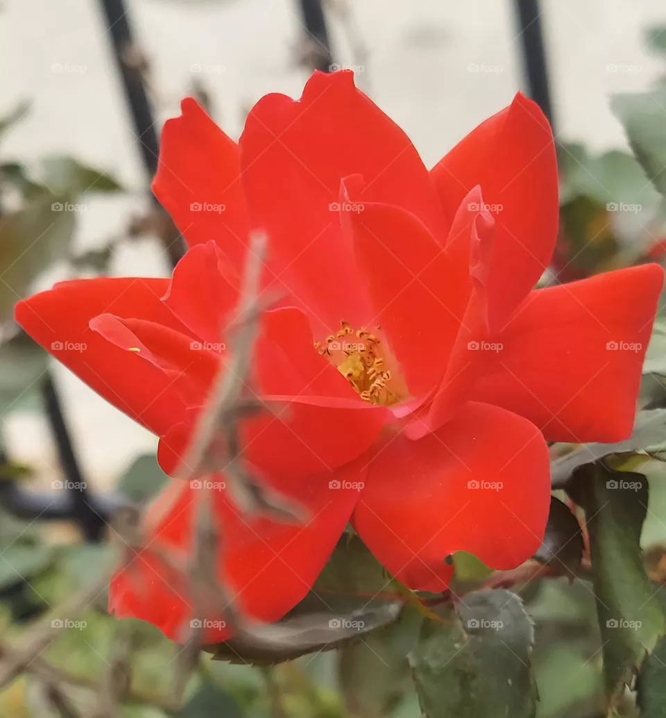 Red Rose