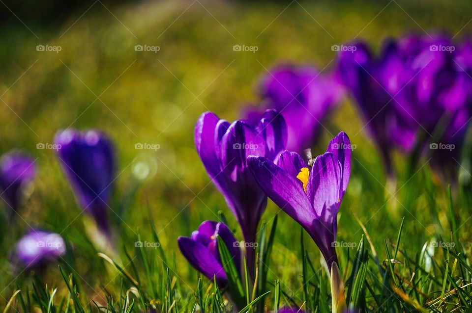 Crocus