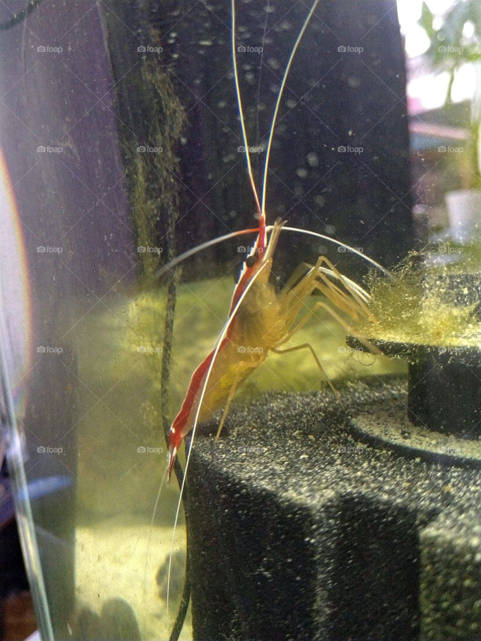 cleaner shrimp