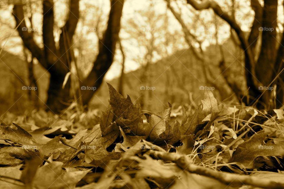 Autumn leaves on ground