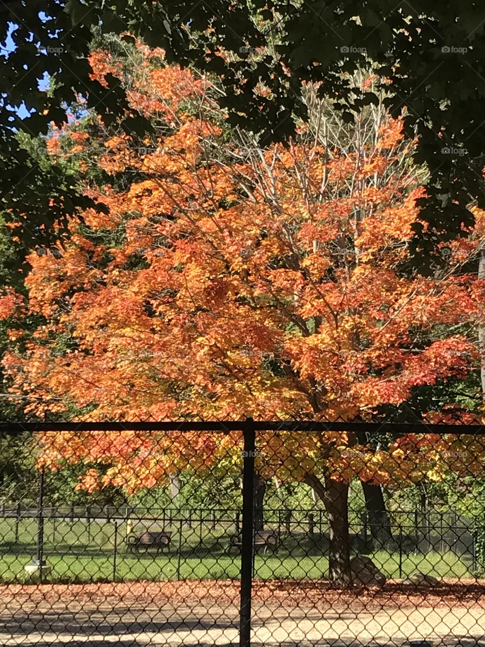 Leaves