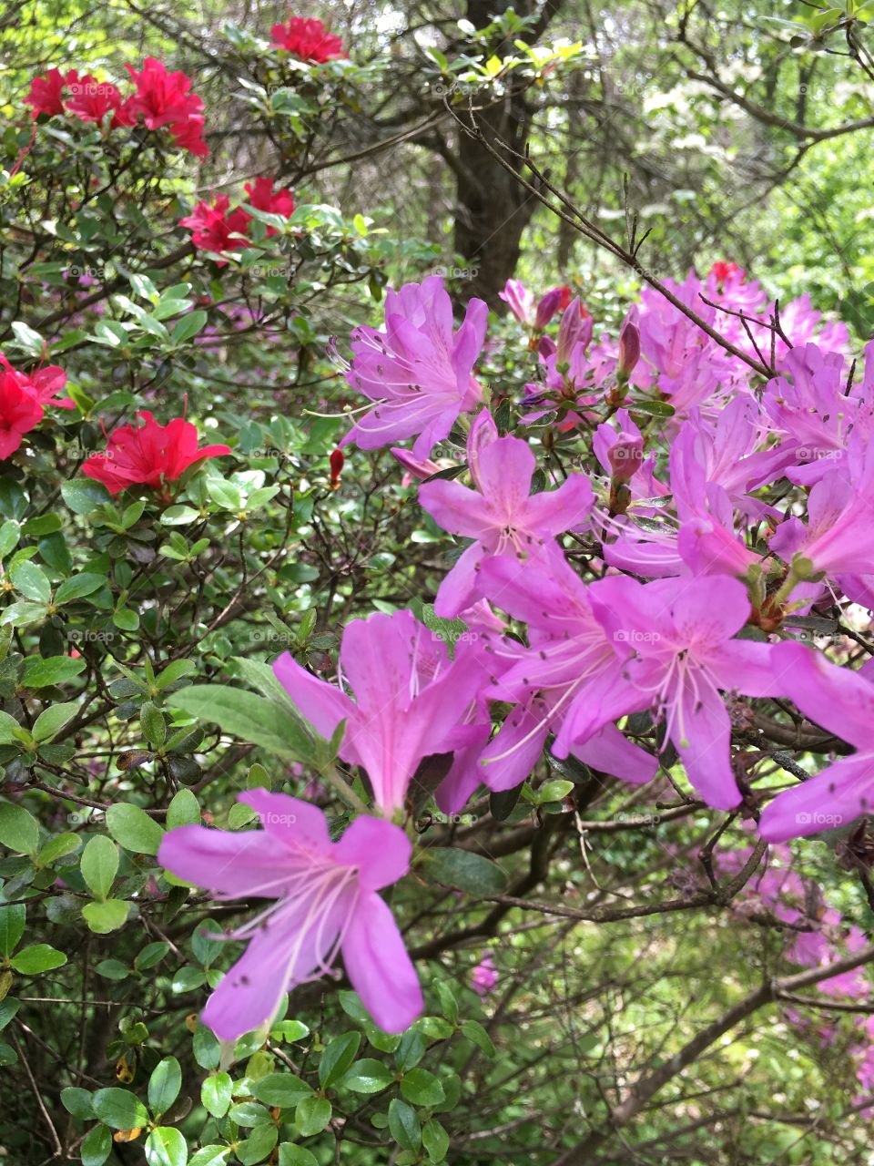 Azeleas in many colors