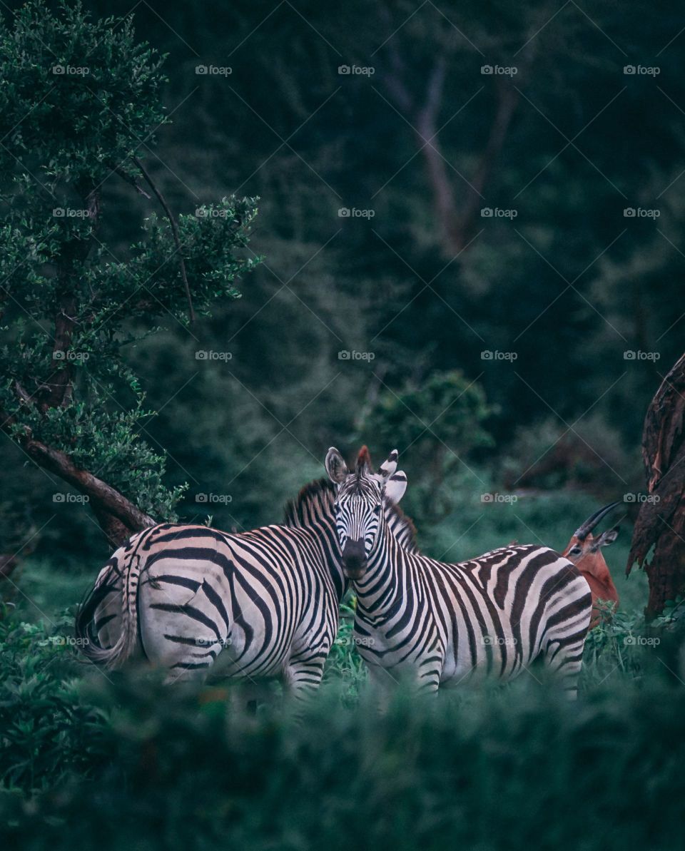 beautiful African zebra grazing