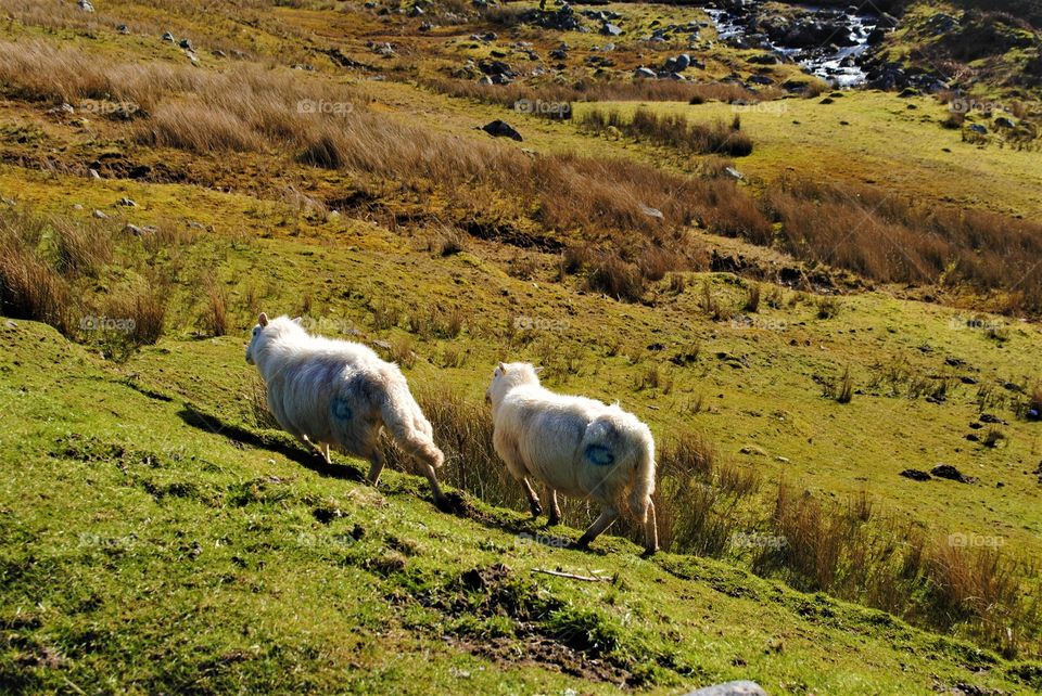 Sheep in wales