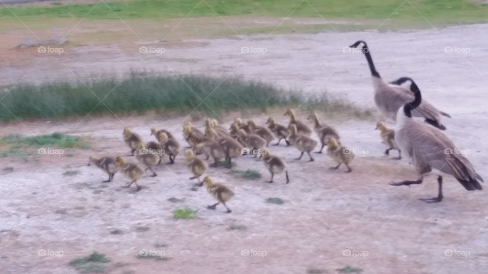 Omg so many babies 2