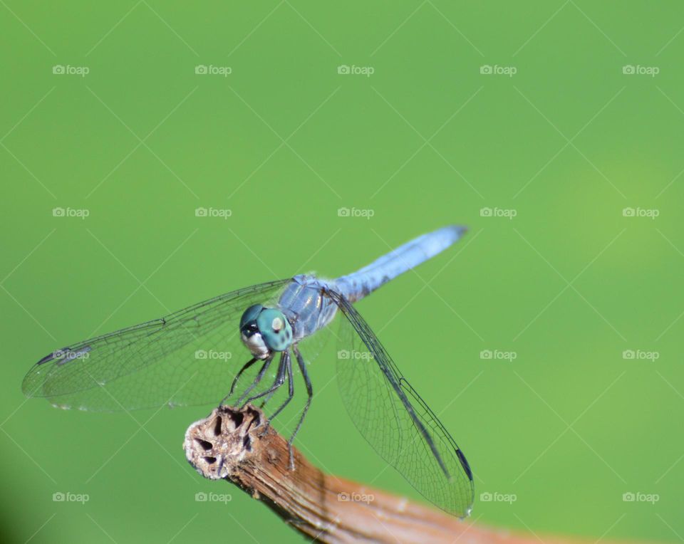 blue dragonfly