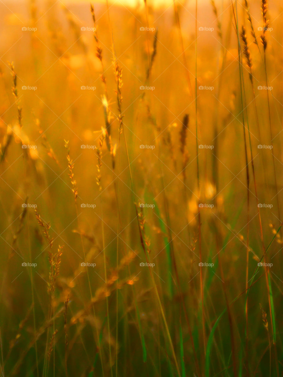 Yellow is my favorite color and it matches my disposition: cheerful and fun to be with, creative, critical of myself, and a perfectionist! Yellow is the best color to create enthusiasm for life and can awaken greater confidence and optimism! I love a challenge, particularly a mental challenge! 