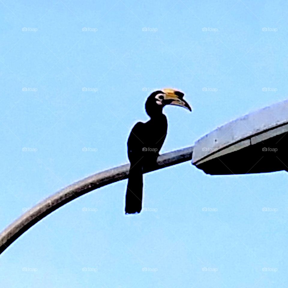 Hornbill on a street lamp. Oriental pied hornbill sitting on a street lamp like a boss