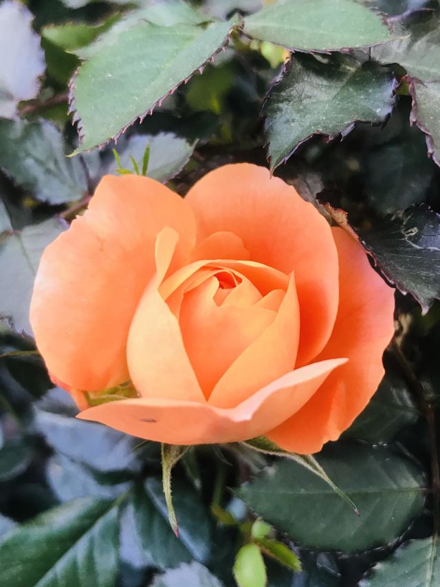 Colour orange🍊