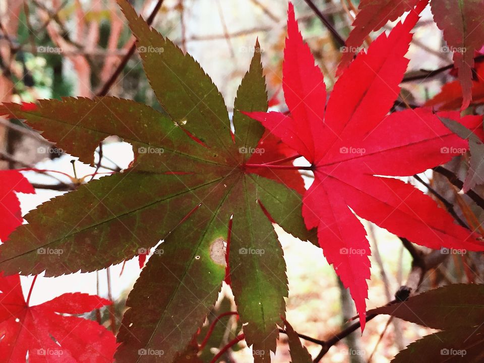 Japanese Maple in Red. A Japanese Maple in full color