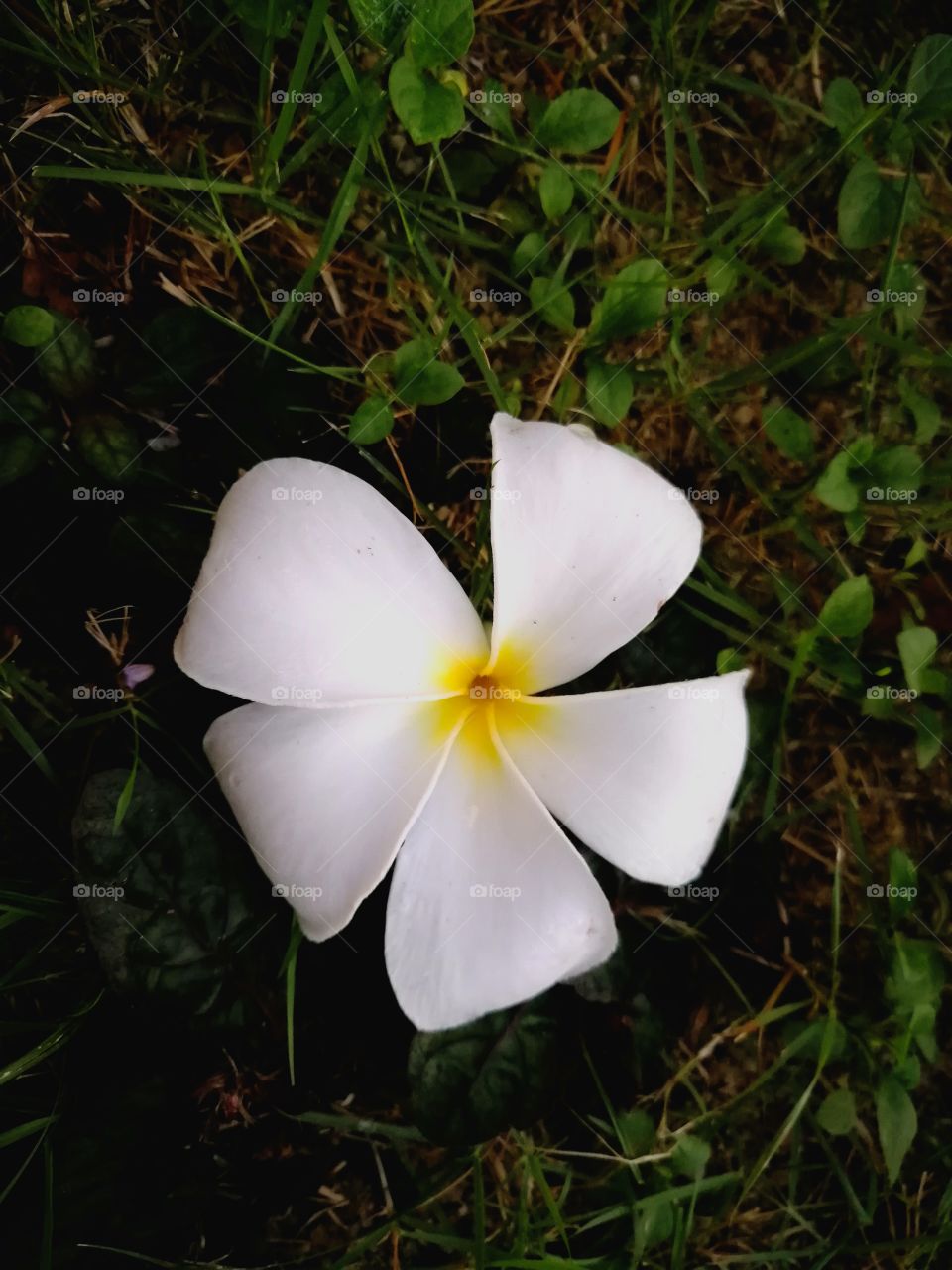 White flower on the floor