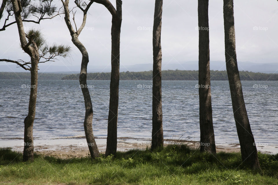 nature outdoors grass trees by king