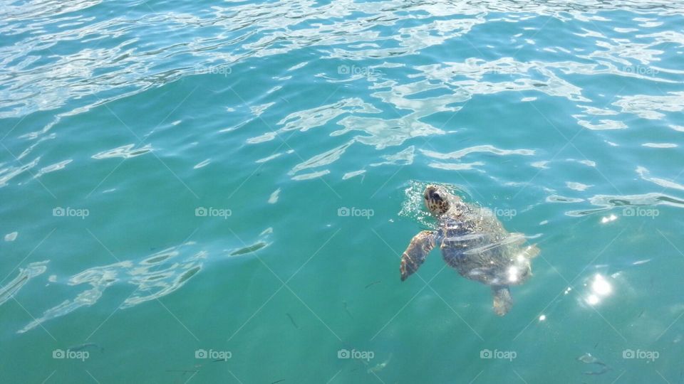 Sea Turtle swimming in Kefalonia