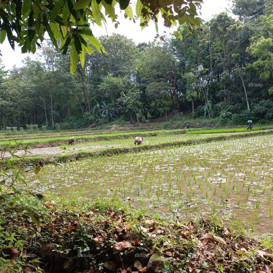 Views of rice fields with beautiful natural surroundings