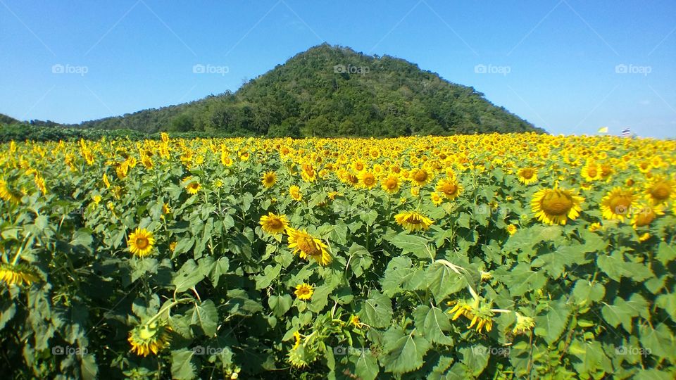 Sunflower Field