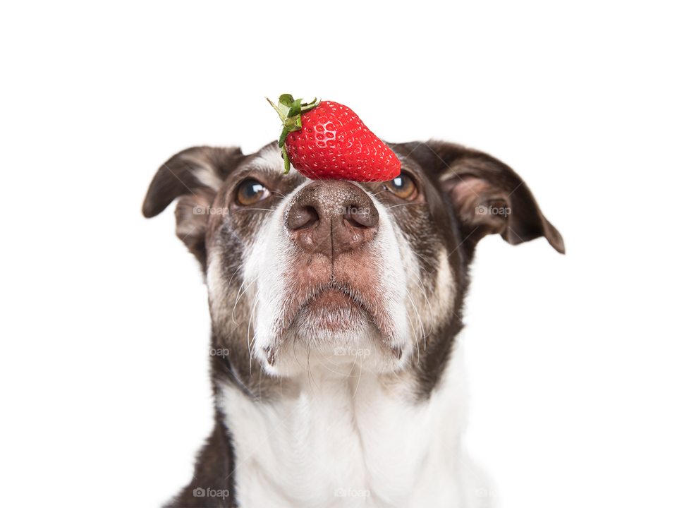 Strawberry on dog’s nose